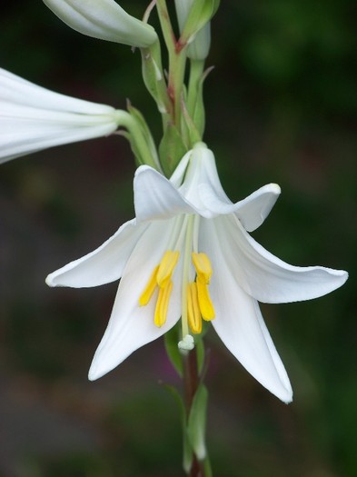 100_7168 - Iunie 2011