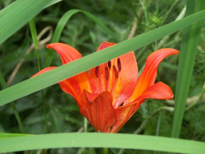 100_7171 - Iunie 2011