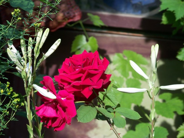 100_7172 - Iunie 2011