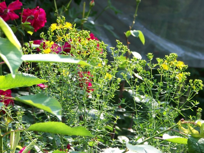 100_7174 - Iunie 2011