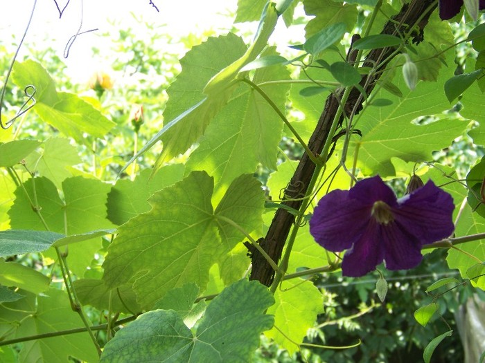 100_7209 - Iunie 2011