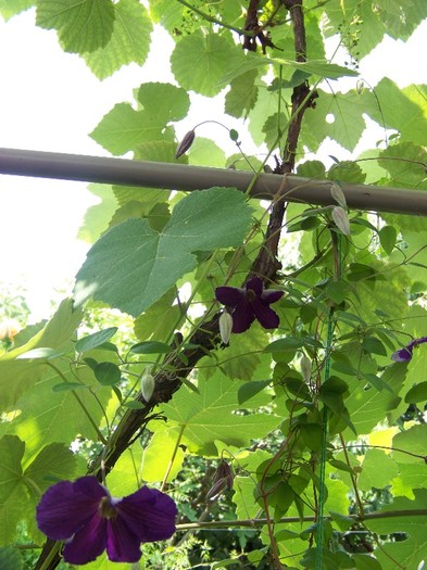 100_7213 - Iunie 2011