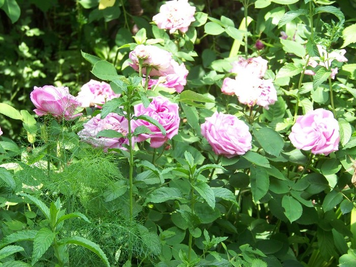 100_7232 - Iunie 2011