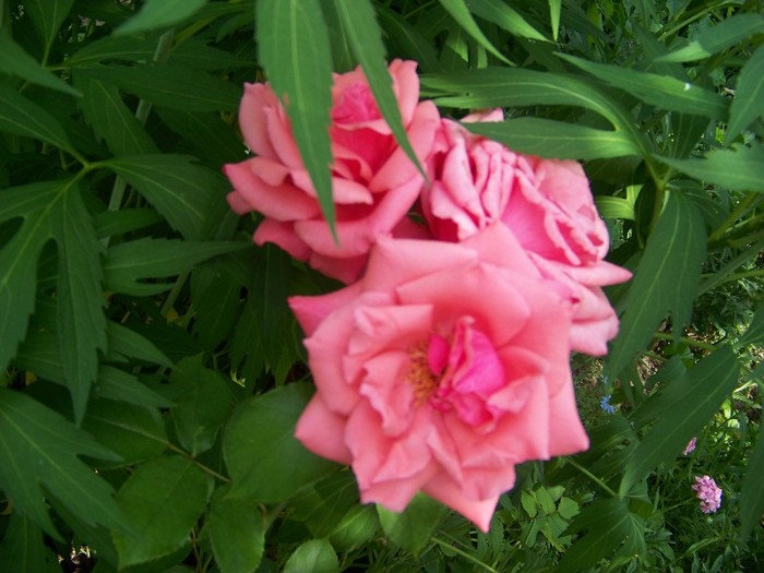 100_7235 - Iunie 2011