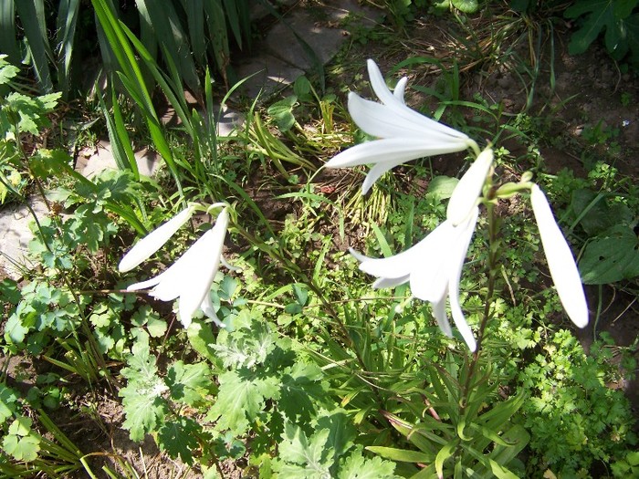 100_7238 - Iunie 2011