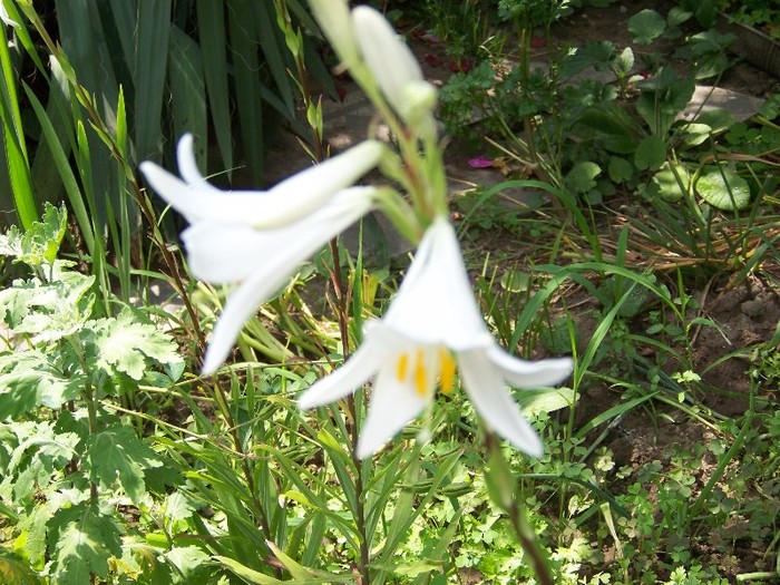 100_7239 - Iunie 2011