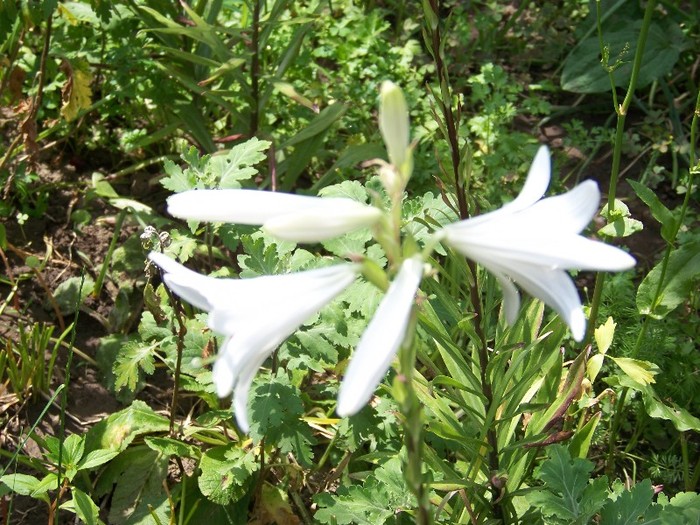 100_7240 - Iunie 2011