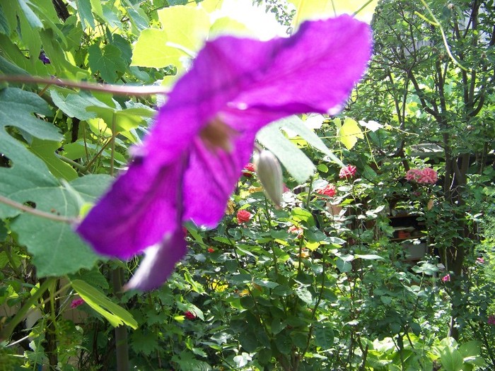 100_7241 - Iunie 2011