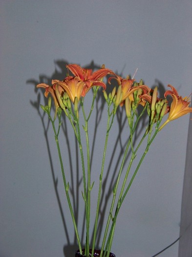 100_7273 - Iunie 2011