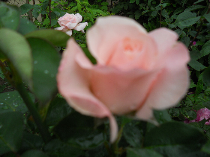 DSCN0527