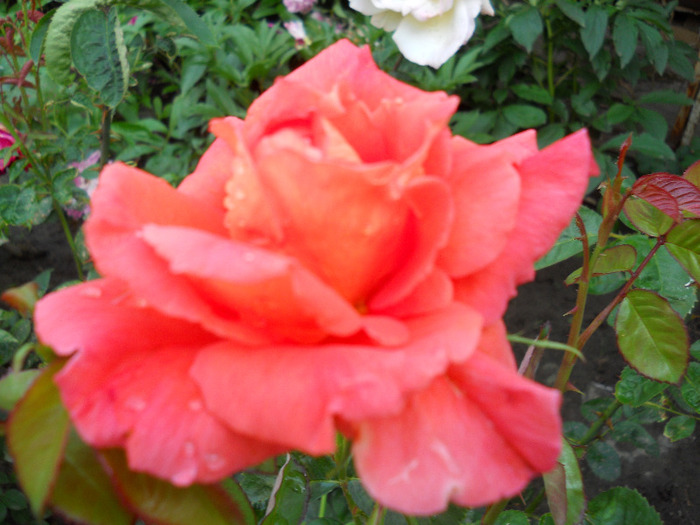 DSCN0529