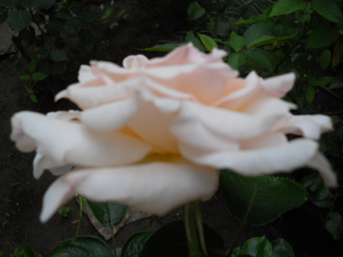 DSCN0531