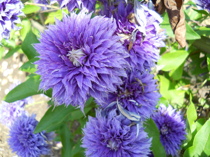 clematite - GRADINA BOTANICA_ROSARIUM-2011