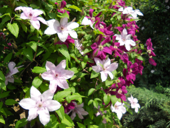 clematite - GRADINA BOTANICA_ROSARIUM-2011