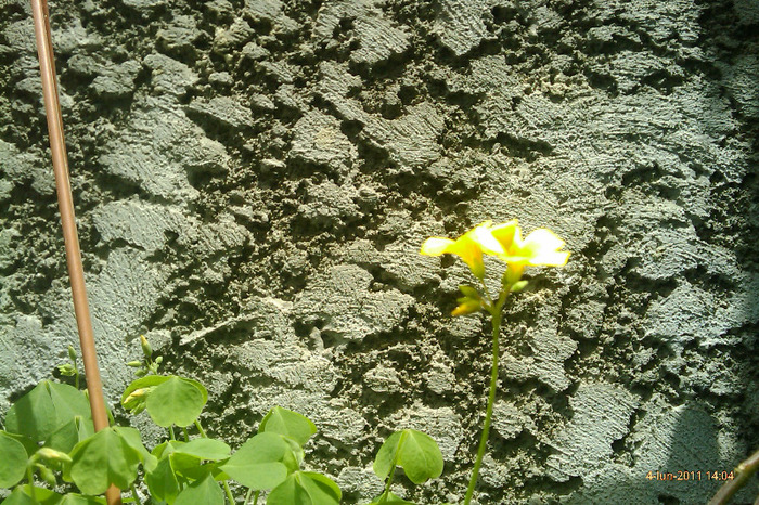 valdeviensis - oxalis