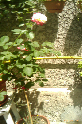 trandafirul artistic double delight - 0 gradina mea 2011