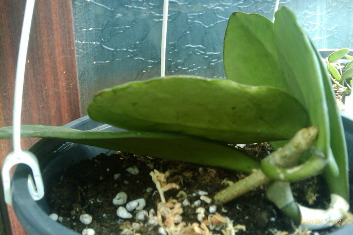 obovata