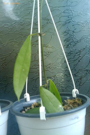 halophila