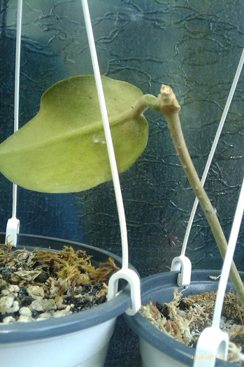 hoya calycina