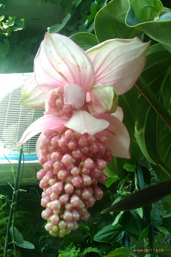 medinilla