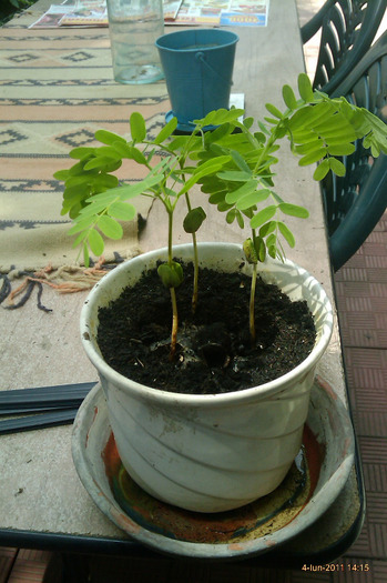 tamarind