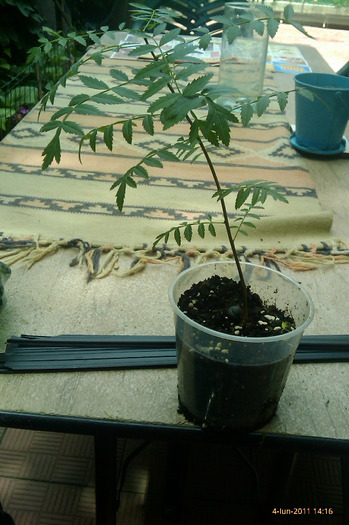 xanthoceras sorbifolia