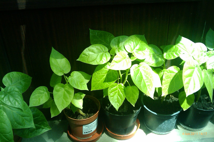 tamarillos