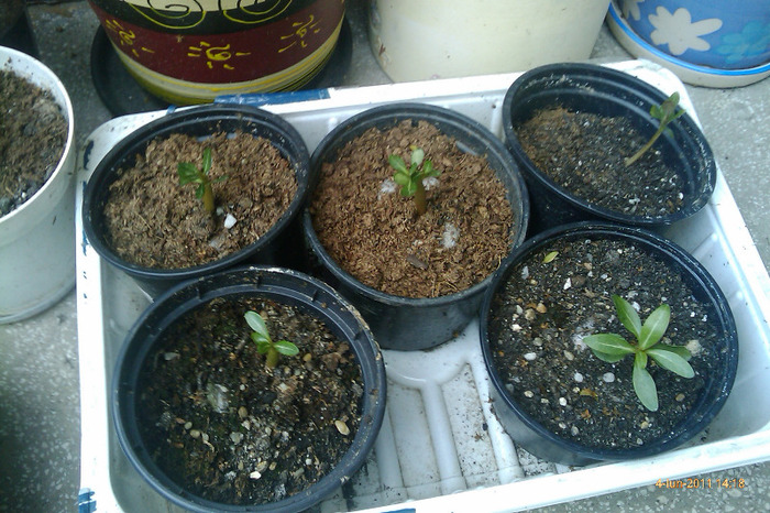 adenium