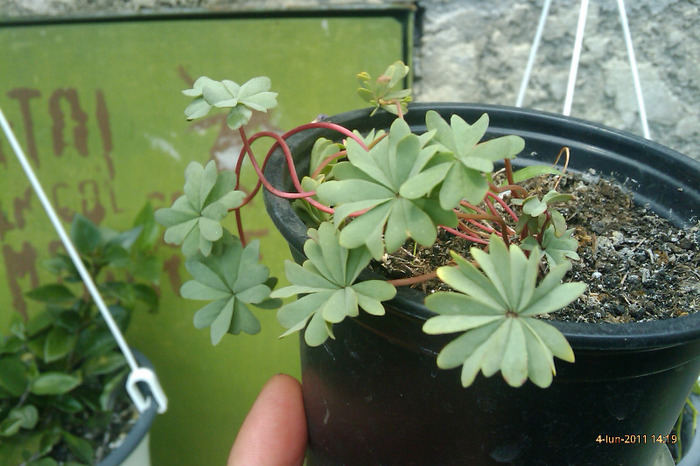 oxalis adenophilla
