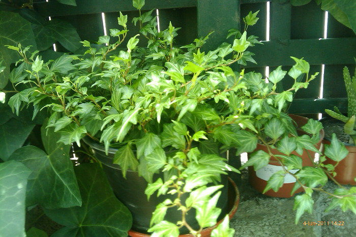 hedera