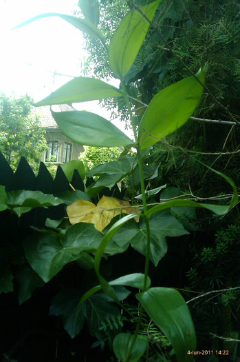 gloriosa
