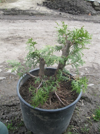 IMG_0578 - Viitori bonsai shohin