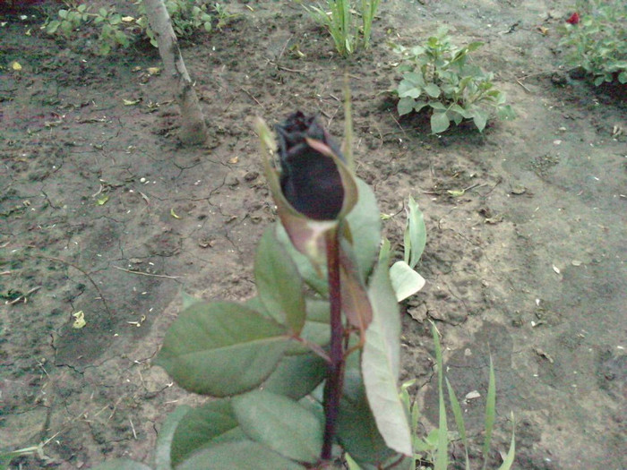 P030611_15.460003000