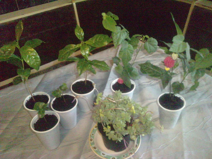 P180511_12.430001; arbori de cafea, abutiloni si oxalis
