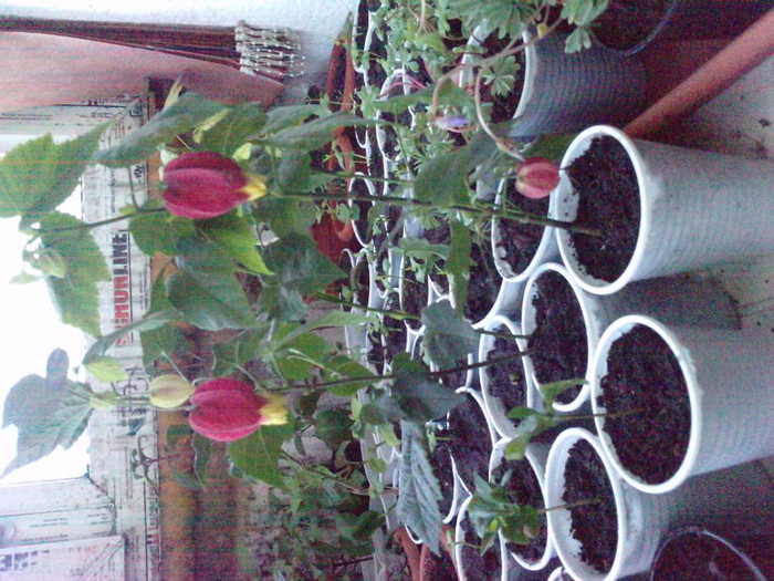 P180511_13.130001; abutiloni
