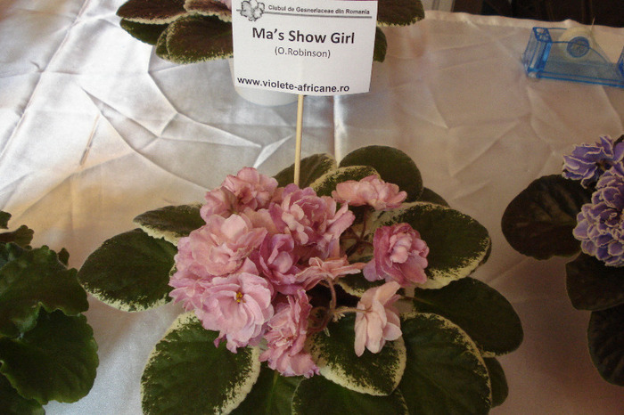 flori 088 - Expo iunie 2011