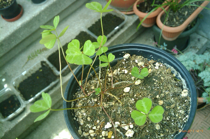 oxalis albastru