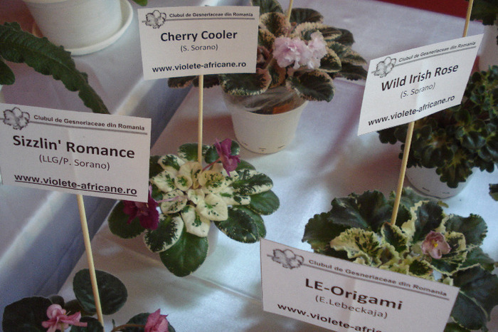 flori 099 - Expo iunie 2011