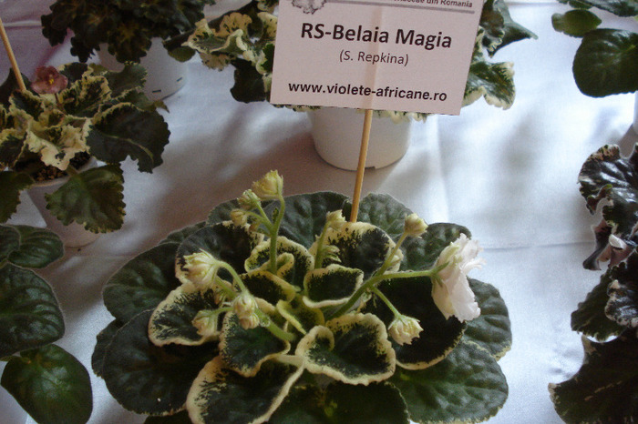 flori 103 - Expo iunie 2011