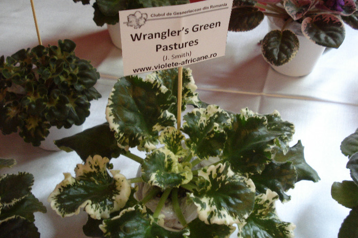 flori 104 - Expo iunie 2011