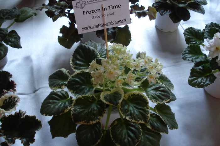 flori 106 - Expo iunie 2011