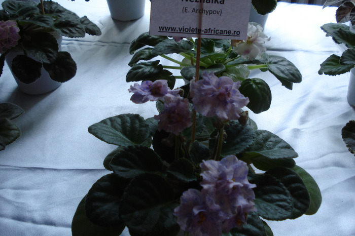 flori 123 - Expo iunie 2011