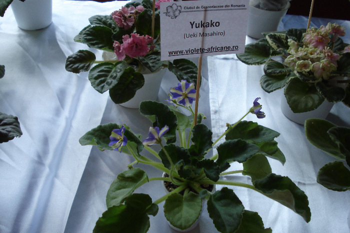 flori 134 - Expo iunie 2011