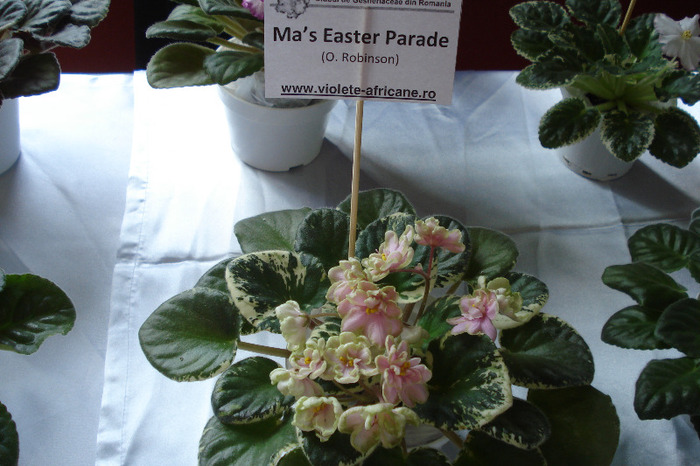 flori 136 - Expo iunie 2011