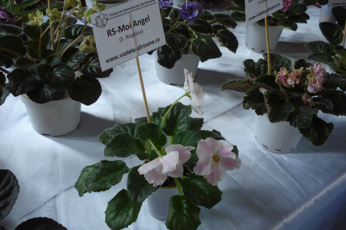 flori 138 - Expo iunie 2011
