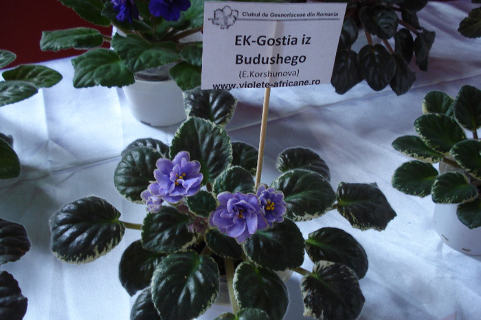 flori 139 - Expo iunie 2011