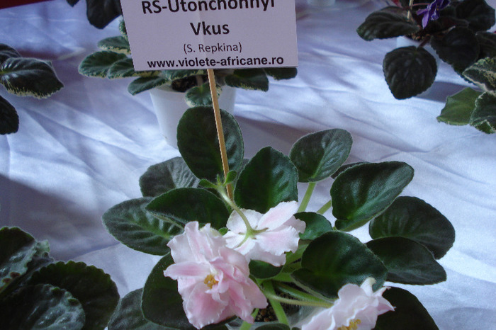 flori 140 - Expo iunie 2011