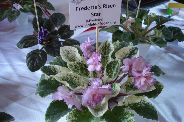 flori 141 - Expo iunie 2011