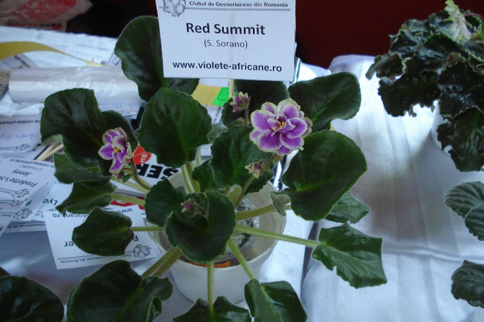 flori 142 - Expo iunie 2011