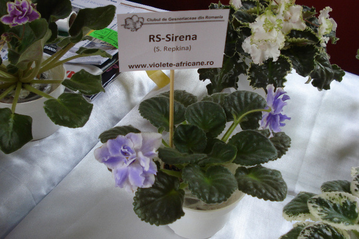 flori 145 - Expo iunie 2011